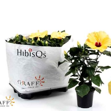 Hibiscus rosa-sinensis HIBISQS MIX