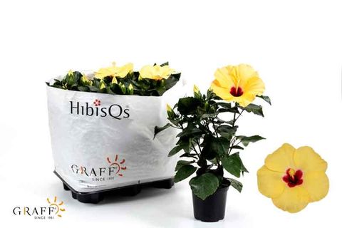 Hibiscus rosa-sinensis HIBISQS MIX