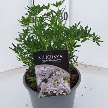 Choisya ternata 'Snow Flurries'