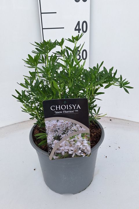 Choisya ternata 'Snow Flurries'