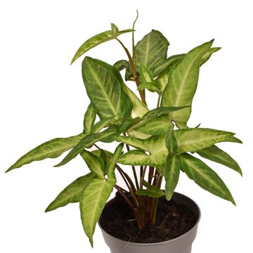 Syngonium angustatum