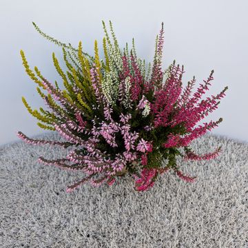 Calluna vulgaris GARDEN GIRLS MIX IN POT