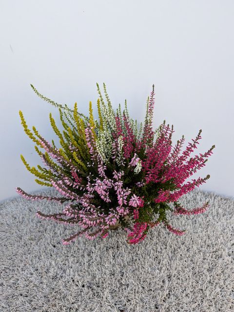 Calluna vulgaris GARDEN GIRLS MIX IN POT