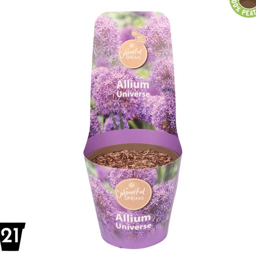 Allium 'Юниверс'