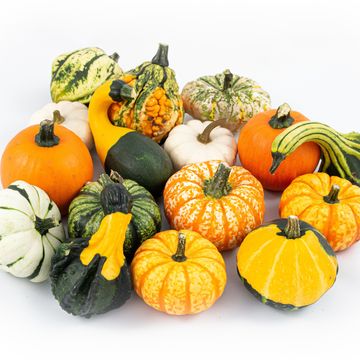 Cucurbita pepo MIX