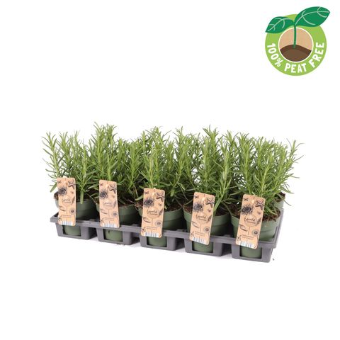 Rosmarinus officinalis