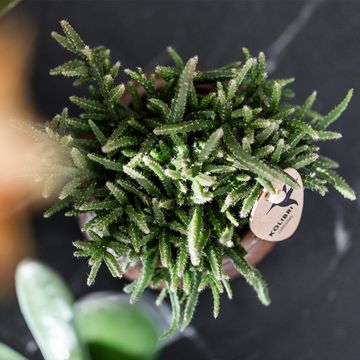 Rhipsalis prismatica