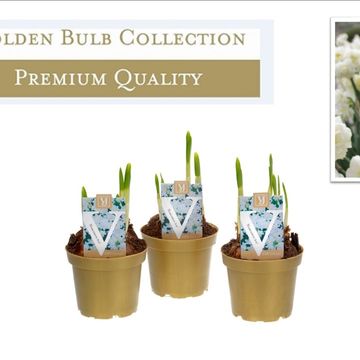 Narcissus 'Paperwhite'