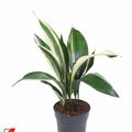 Aspidistra elatior 'Вариегата'