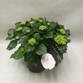 Hydrangea macrophylla CRYSTAL PALACE