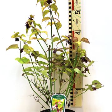 Leycesteria formosa GOLDEN LATERNS