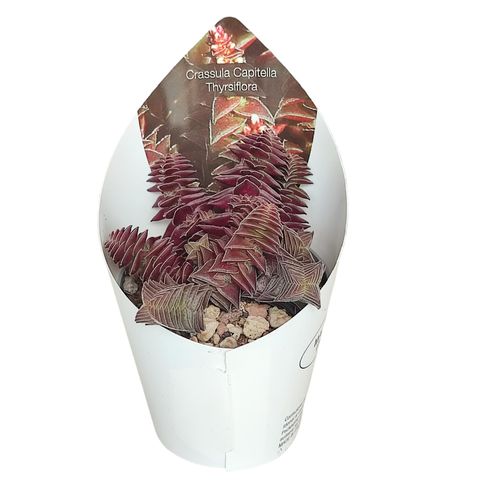 Crassula capitella thyrsiflora