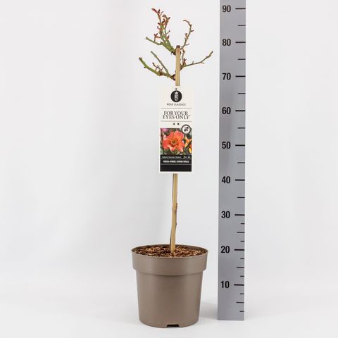 Роза FOR YOUR EYES ONLY