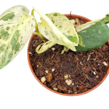 Scindapsus 'Jade Satin Marble'