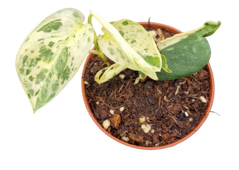 Scindapsus 'Jade Satin Marble'