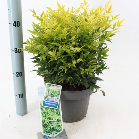 Nandina domestica MAGICAL LEMON & LIME