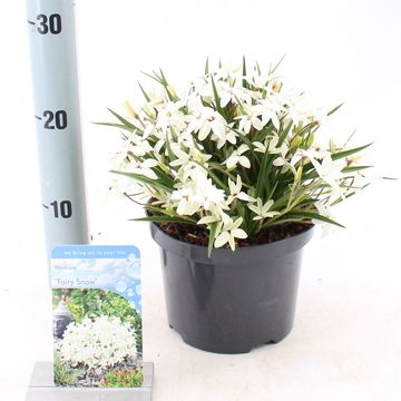 x Rhodoxis FAIRY SNOW