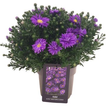 Aster SAMOA