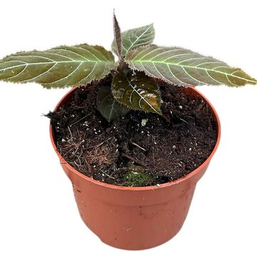 Ardisia gigantifolia