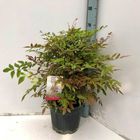 Nandina domestica