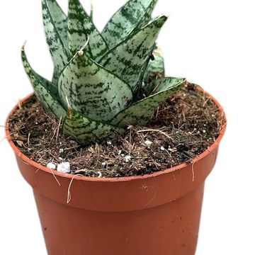 Sansevieria 'Ehrendel'