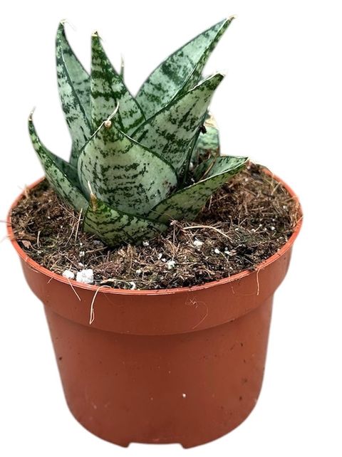 Sansevieria 'Ehrendel'