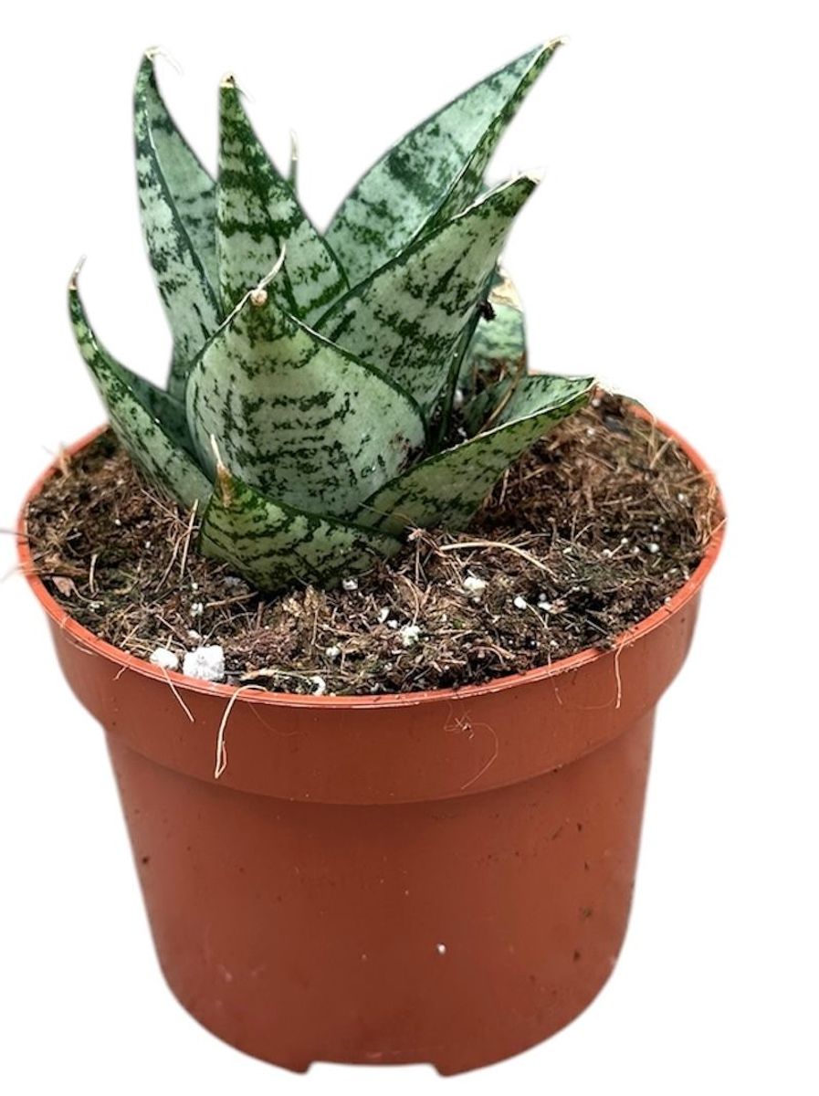 Sansevieria 'Ehrendel' — Groothandel in planten FlorAccess