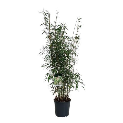 Fargesia scabrida 'Asian Wonder'