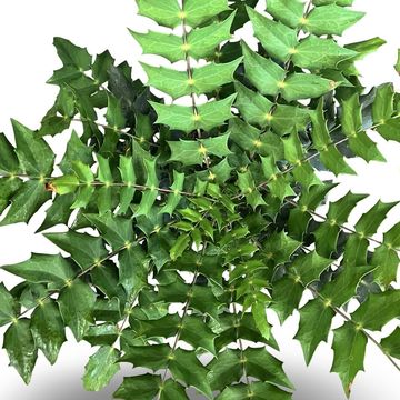 Mahonia x media 'Winter Sun'