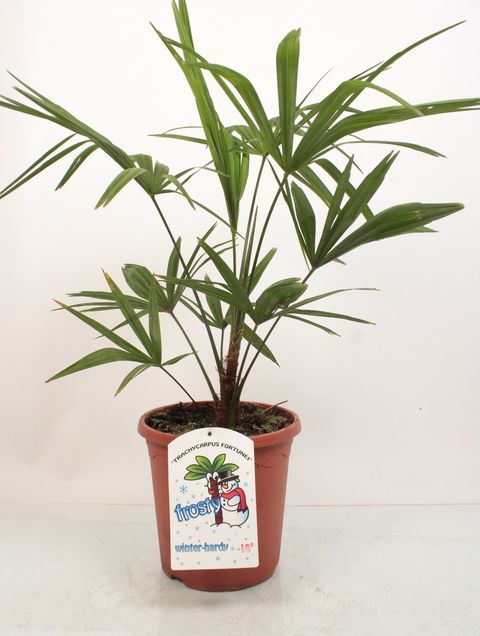 Trachycarpus fortunei