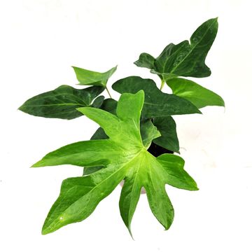 Anthurium podophyllum