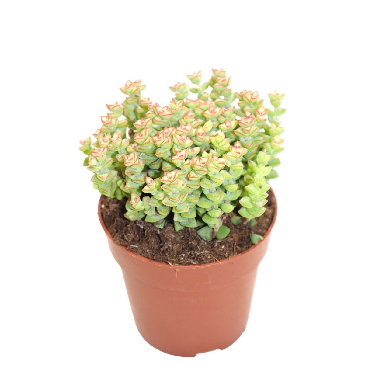 touch me not plant seeds 100 MIMOSA Pudica / SENSITIVE PLANT / Touch Me Not Flower Seeds