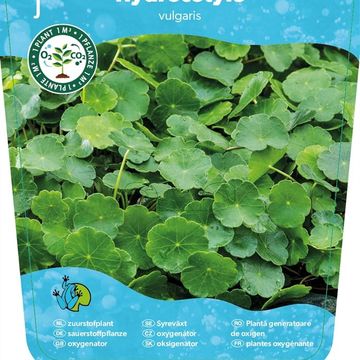 Hydrocotyle vulgaris