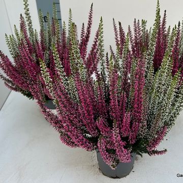 Calluna vulgaris BEAUTY LADIES MIX IN POT