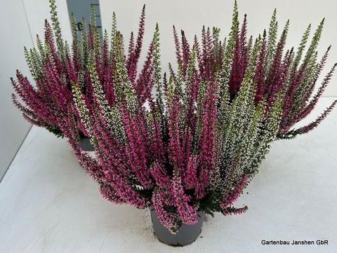 Calluna vulgaris BEAUTY LADIES MIX IN POT
