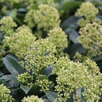 Skimmia japonica 'Godrie's Dwarf'