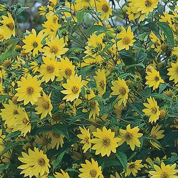 Helianthus 'Lemon Queen'