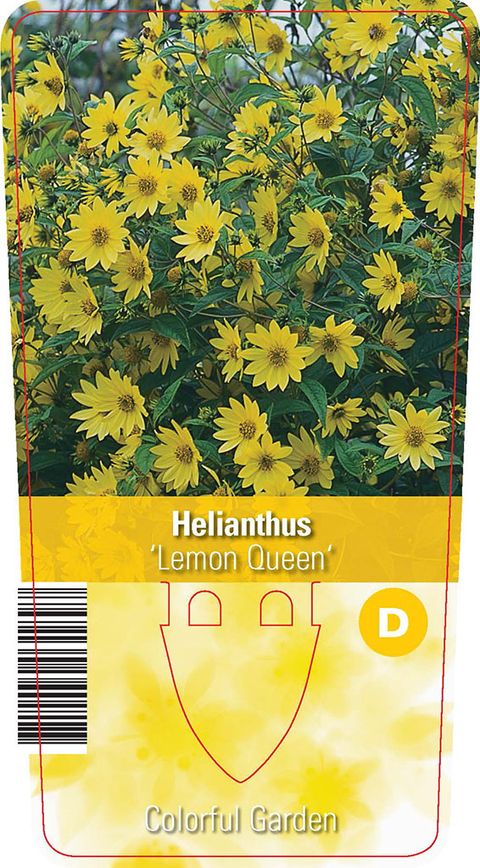 Helianthus 'Lemon Queen'