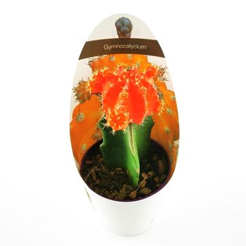 Gymnocalycium mihanovichii