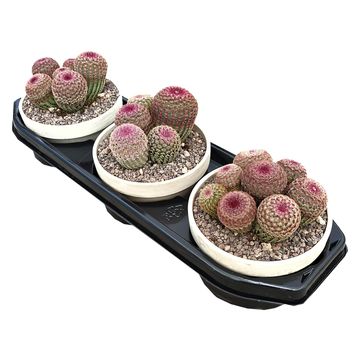 Echinocereus rigidissimus rubispinus