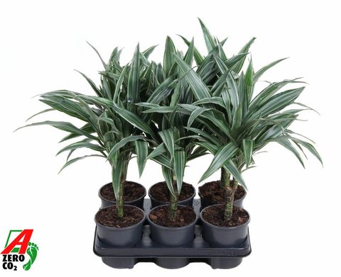 Dracaena fragrans 'Warneckei'
