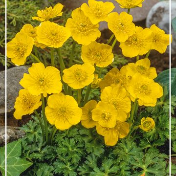 Trollius pumilus