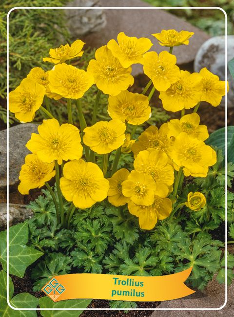 Trollius pumilus