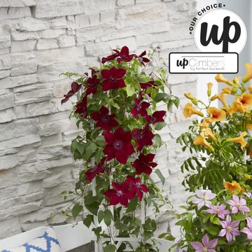 Clematis BOULEVARD NUBIA