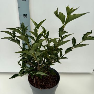 Syringa patula 'Miss Kim'