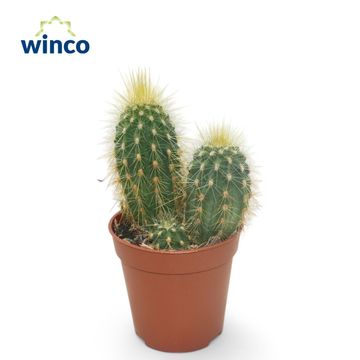 Vatricania guentheri