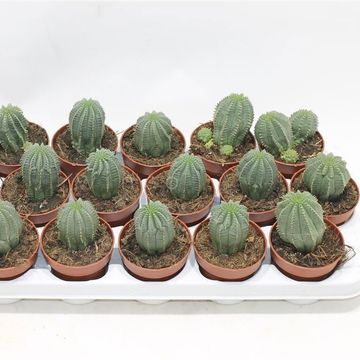 Euphorbia susannae NEW CLON