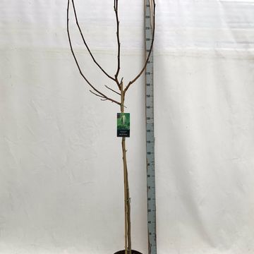 Magnolia 'Blue Opal'