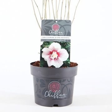 Hibiscus syriacus STARBURST CHIFFON