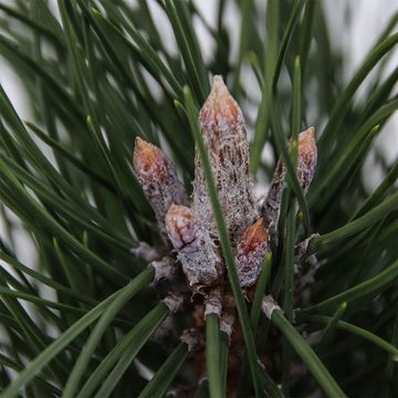 Pinus nigra 'Green Tower'